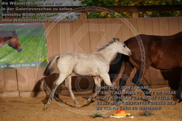 s_K3F05236.JPG